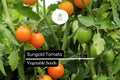 Sungold Tomato Seeds – 10 Sweet Cherry Tomato Seeds for Gardens & Containers