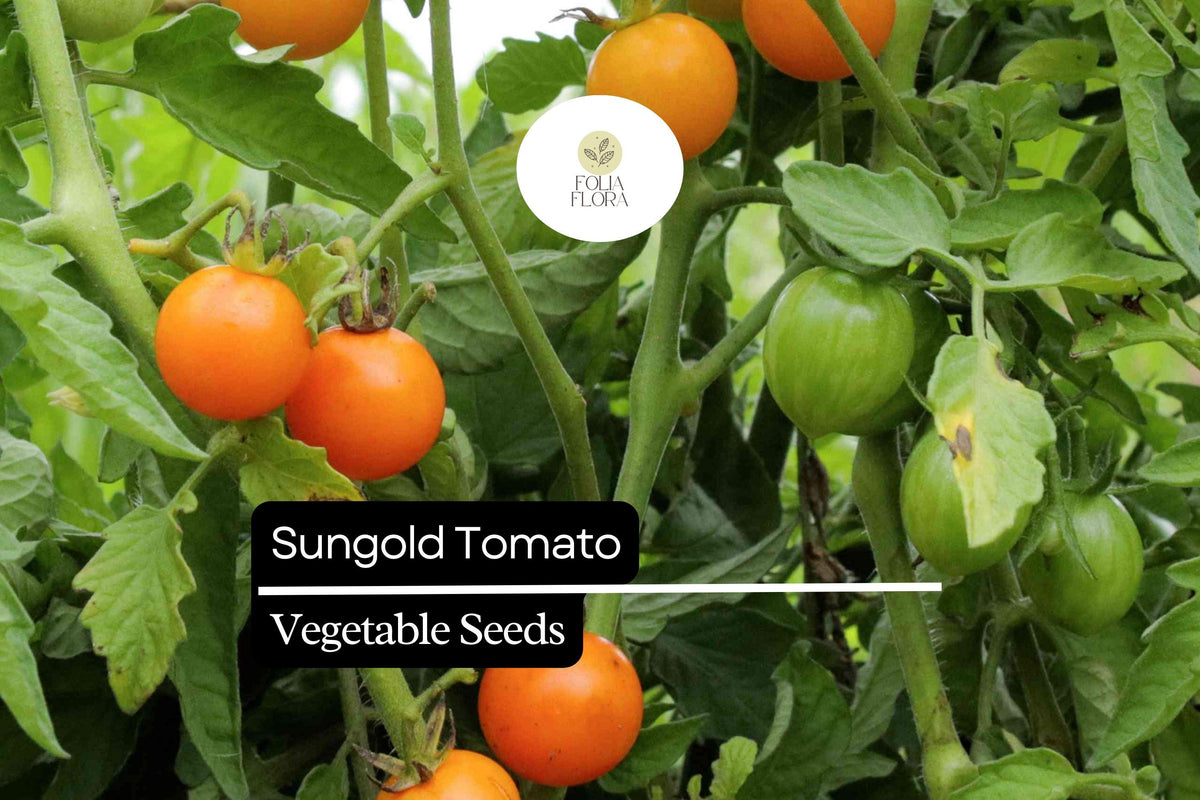 Sungold Tomato Seeds – 10 Sweet Cherry Tomato Seeds for Gardens & Containers
