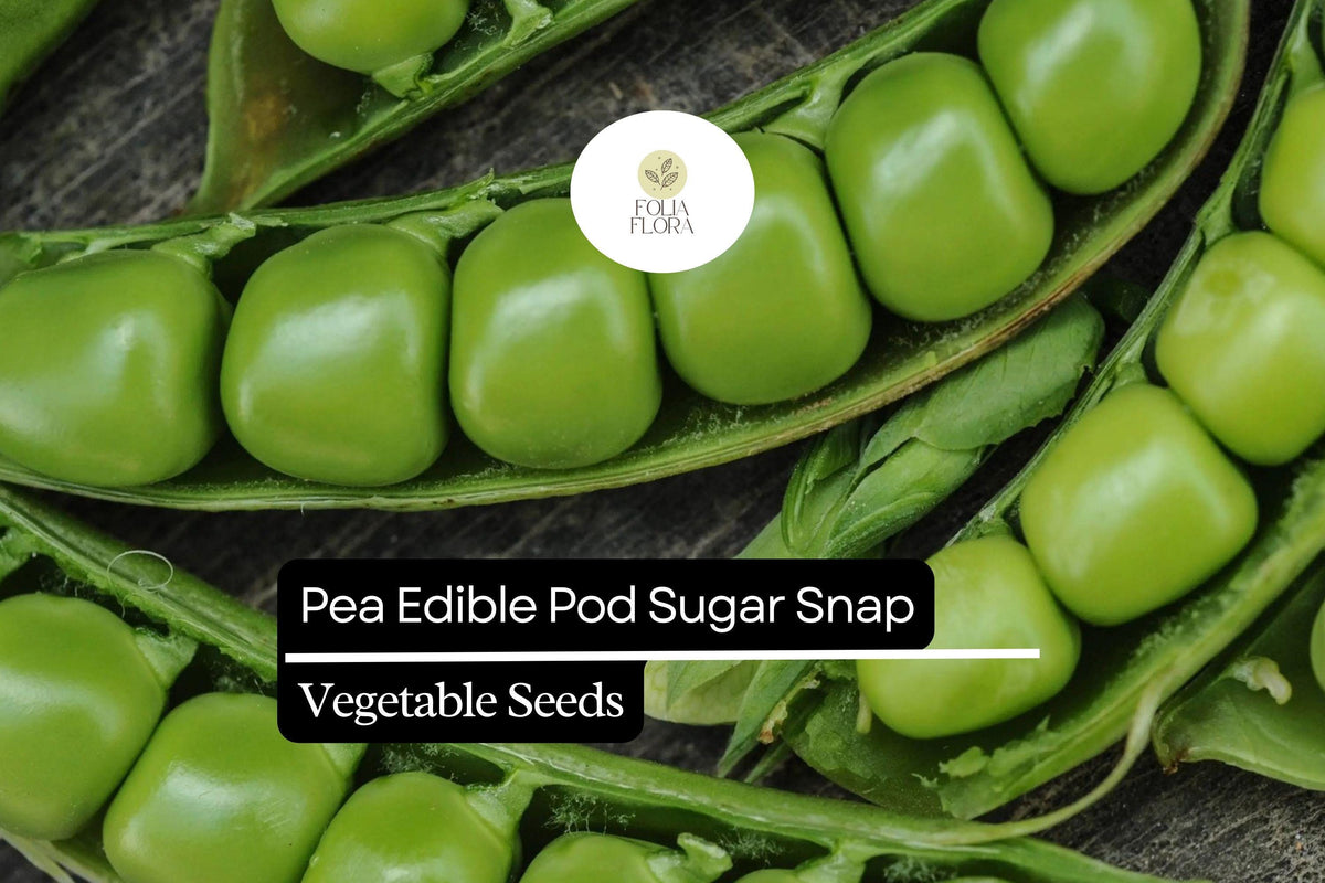 Sugar Snap Pea Seeds - Heirloom Pisum sativum, 1/4 oz Edible Pod Peas