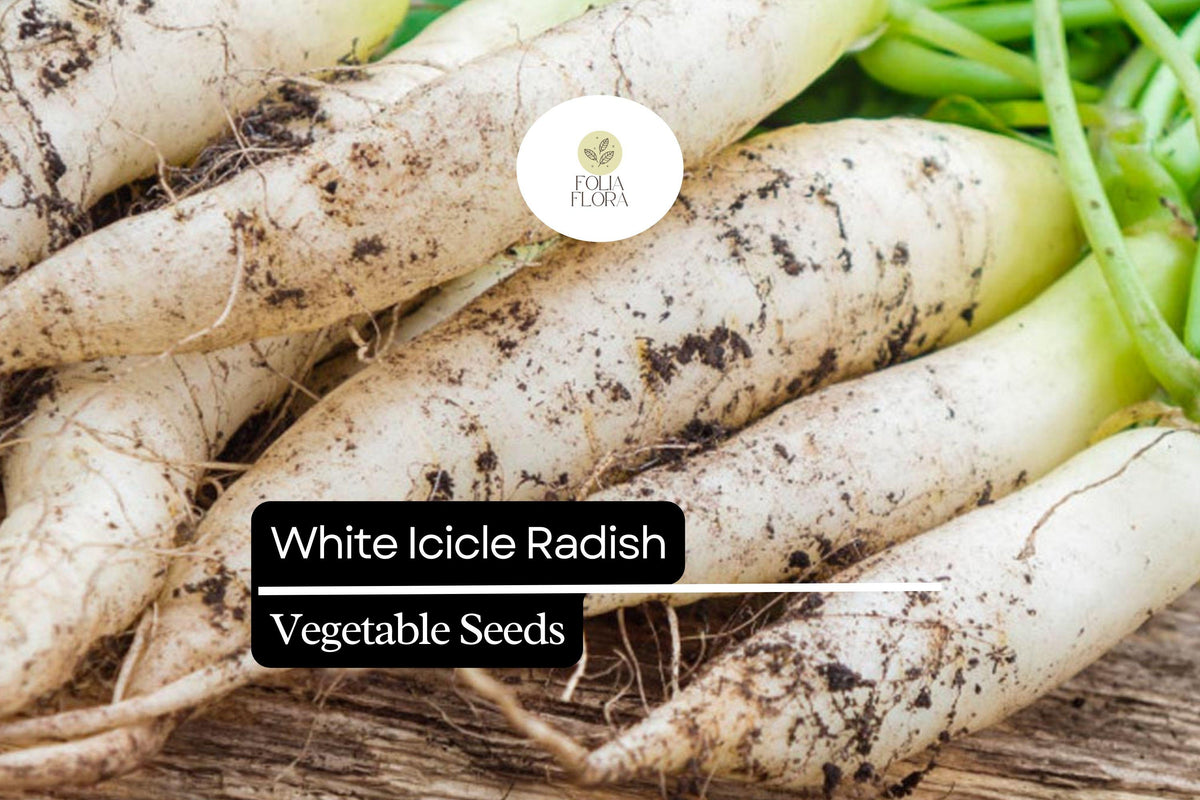 White Icicle Radish Seeds – 200 Seeds, Crisp Mild Fast-Growing Raphanus sativus