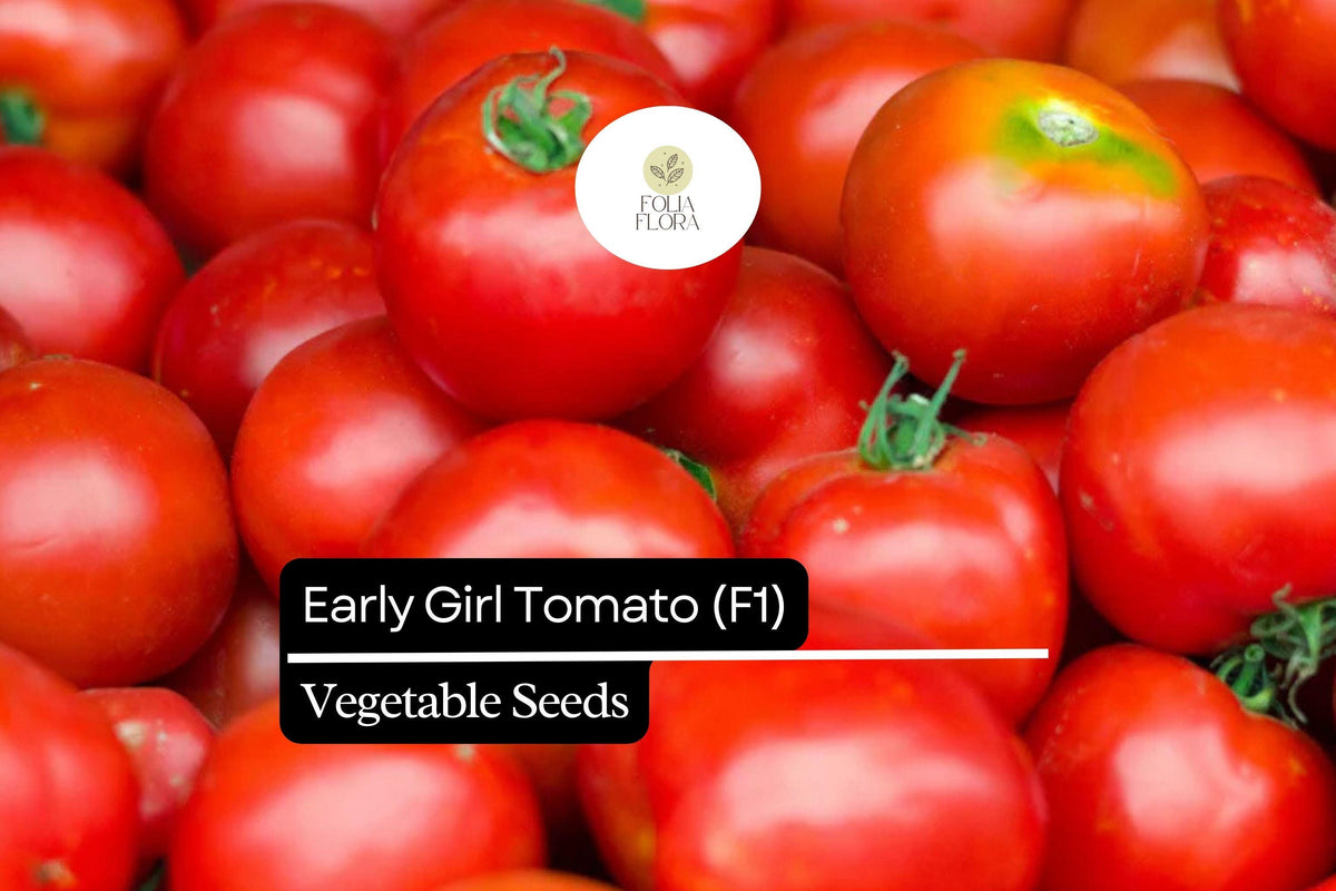 10 Early Girl Tomato Seeds F1 Hybrid Fast-Maturing Sweet Juicy Variety