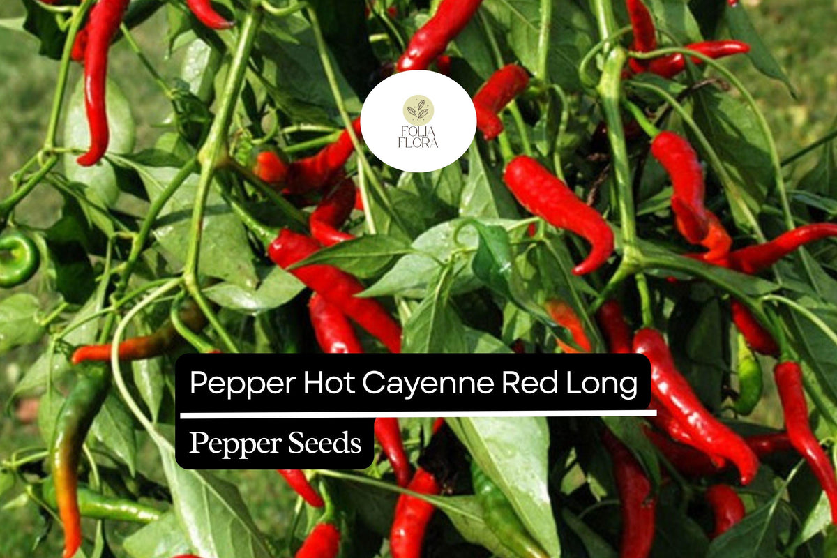 Cayenne Red Long Pepper Seeds - Hot Non-GMO Heirloom (300mg)