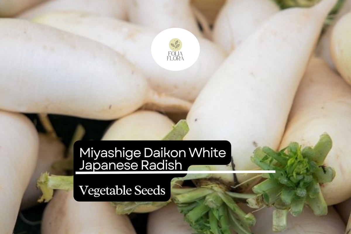 Miyashige Daikon Radish Seeds – 100 White Japanese Radish Seeds for Planting