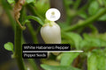 White Habanero Pepper Seeds – Rare Heirloom, Extra Spicy & Aromatic (20 Seeds)