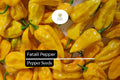 Fatalii Pepper Seeds - 5 Rare Fiery Yellow Capsicum chinense Chili Seeds for Hot Sauce