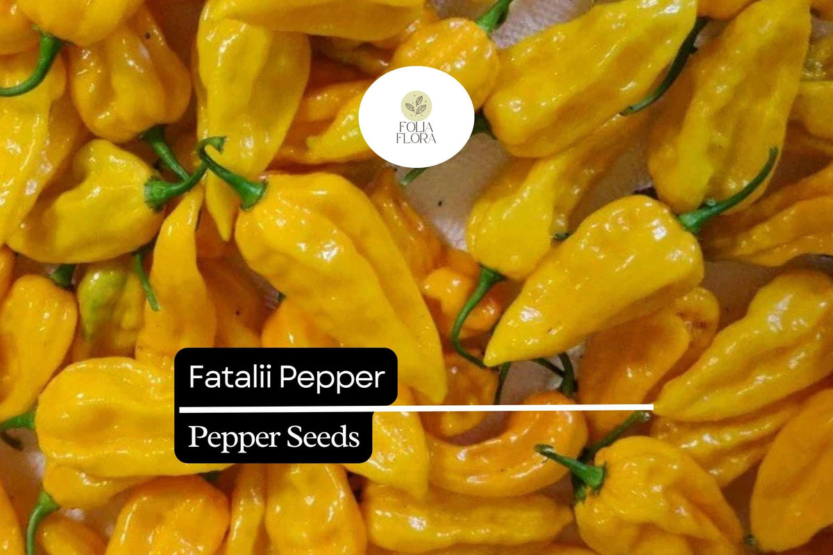 Fatalii Pepper Seeds - 5 Rare Fiery Yellow Capsicum chinense Chili Seeds for Hot Sauce