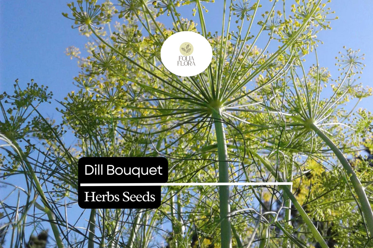 Bouquet Dill Seeds - 500 Anethum graveolens Seeds for Culinary Herb Garden
