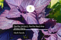 Red Perilla Shiso Seeds - 500mg Non-GMO Aromatic Herb for Planting