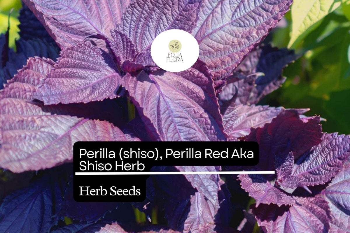 Red Perilla Shiso Seeds - 500mg Non-GMO Aromatic Herb for Planting