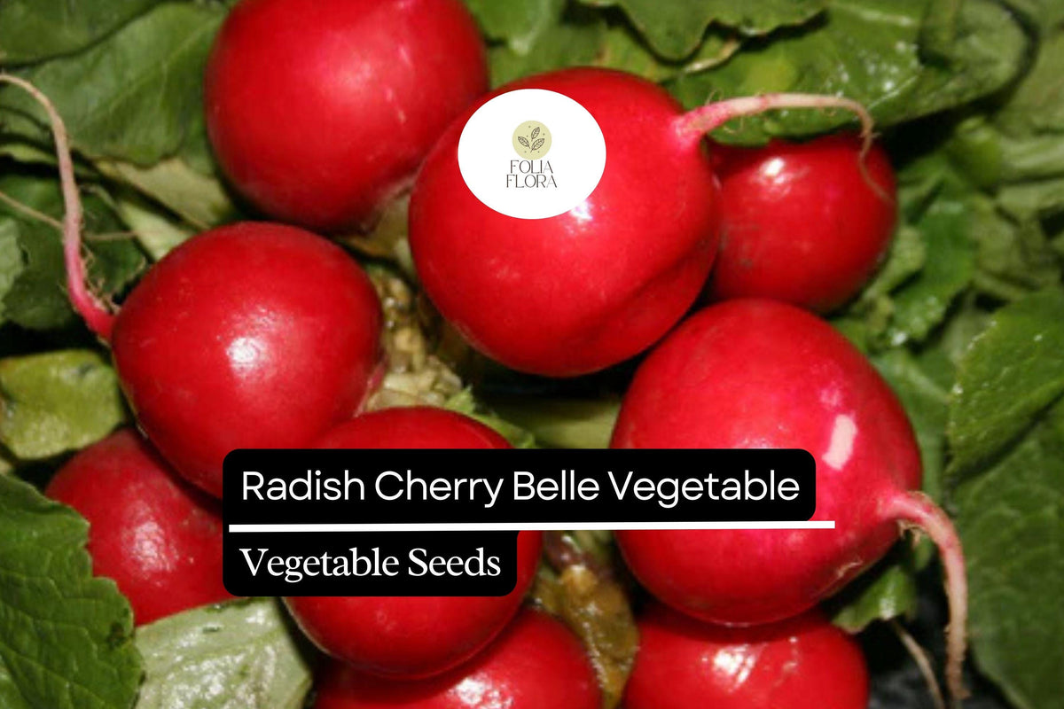 Cherry Belle Radish Seeds 1g Heirloom Non-GMO Fast-Growing