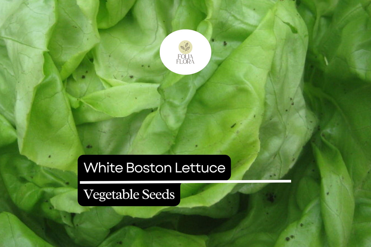 White Boston Lettuce Seeds – 500 Lactuca sativa Butterhead Seeds for Planting