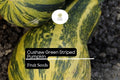 Cushaw Green Striped Pumpkin Seeds – 20 Heirloom Winter Squash Seeds (Cucurbita argyrosperma)