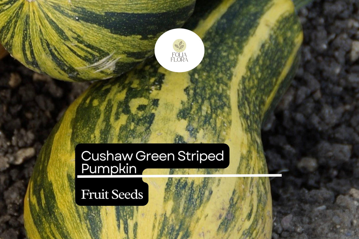 Cushaw Green Striped Pumpkin Seeds – 20 Heirloom Winter Squash Seeds (Cucurbita argyrosperma)