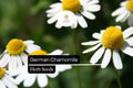 German Chamomile Seeds – 2500 Matricaria chamomilla Seeds for Soothing Herb Gardens