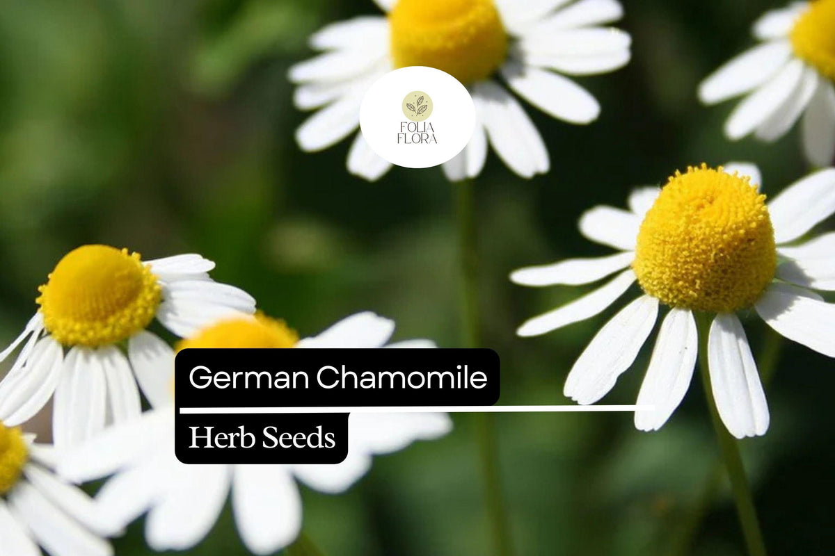 German Chamomile Seeds – 2500 Matricaria chamomilla Seeds for Soothing Herb Gardens