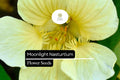 Moonlight Nasturtium Seeds – 15 Seeds, Creamy Yellow Edible Flowers