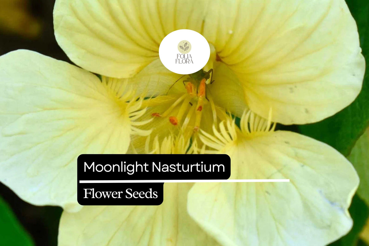 Moonlight Nasturtium Seeds – 15 Seeds, Creamy Yellow Edible Flowers