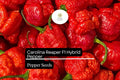 Carolina Reaper Pepper Seeds – 5 World's Hottest Pepper Seeds for Planting