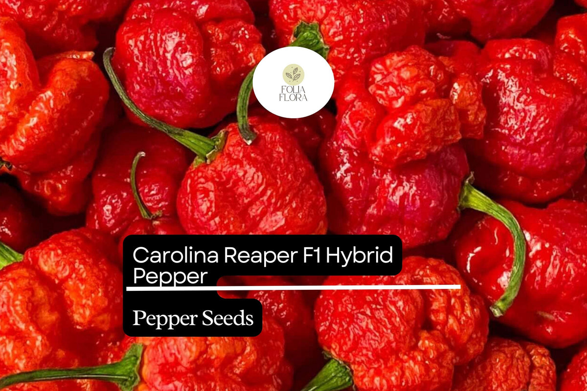 Carolina Reaper Pepper Seeds – 5 World's Hottest Pepper Seeds for Planting