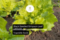Black Seeded Simpson Lettuce Seeds - Heirloom Non-GMO 500 Seeds