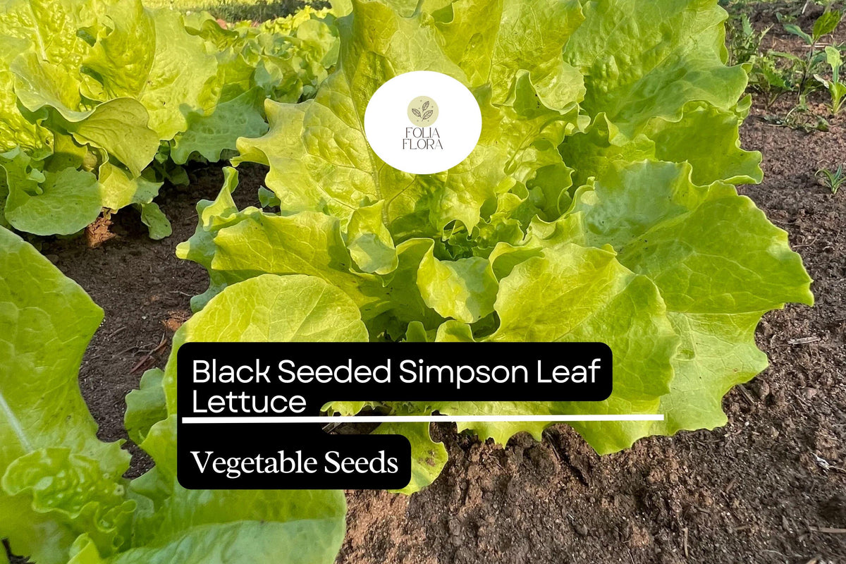 Black Seeded Simpson Lettuce Seeds - Heirloom Non-GMO 500 Seeds