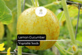 Lemon Cucumber Seeds – 50 Seeds, Crisp & Mildly Sweet (Cucumis sativus)