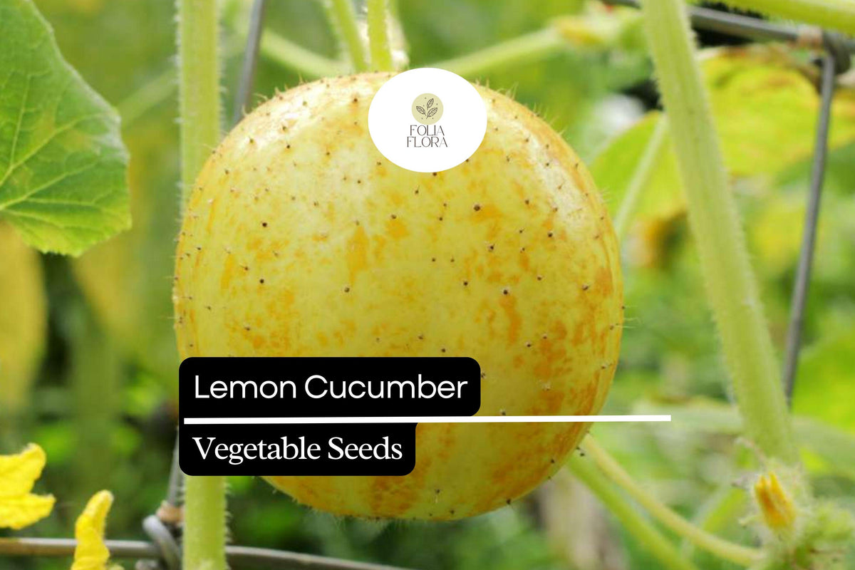 Lemon Cucumber Seeds – 50 Seeds, Crisp & Mildly Sweet (Cucumis sativus)