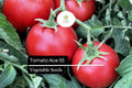 Tomato Ace 55 Seeds 100mg | Heirloom Low-Acid Non-GMO