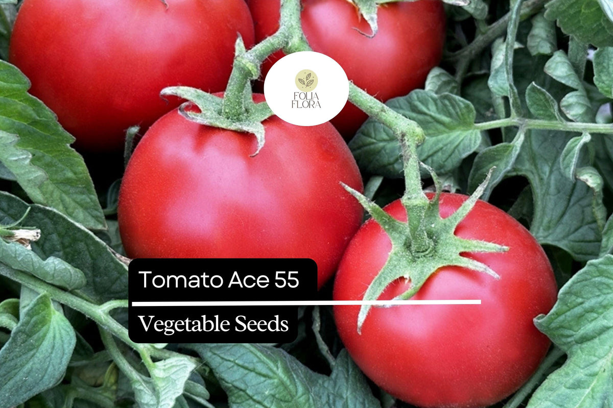 Tomato Ace 55 Seeds 100mg | Heirloom Low-Acid Non-GMO