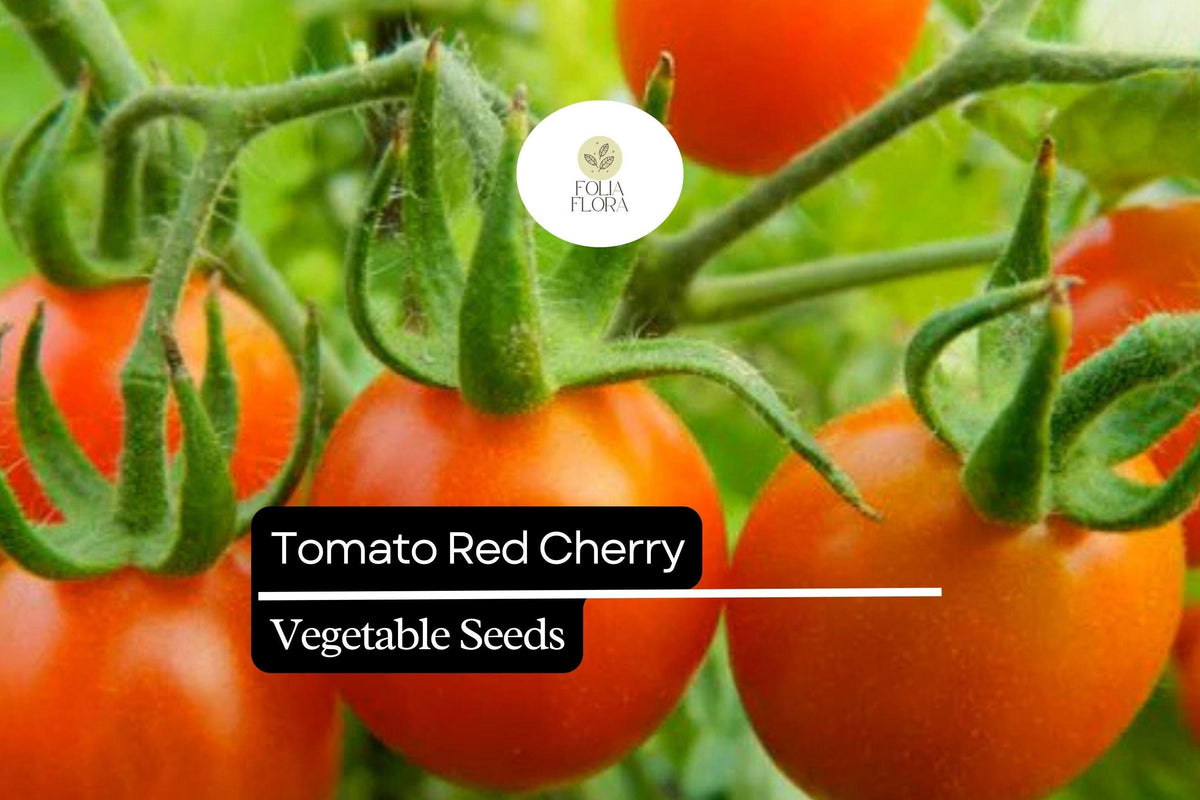 Heirloom Red Cherry Tomato Seeds 100mg | Sweet Salad Vegetable, Non-GMO