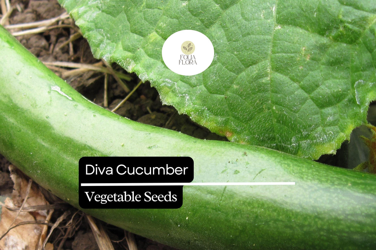 Diva Cucumber Seeds – Sweet, Crisp, Burpless Variety (20 Seeds)