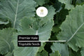 Premier Kale Seeds – 200 Seeds, Brassica oleracea, Hardy Leafy Green