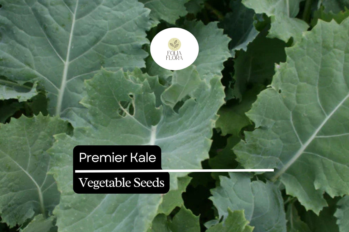 Premier Kale Seeds – 200 Seeds, Brassica oleracea, Hardy Leafy Green