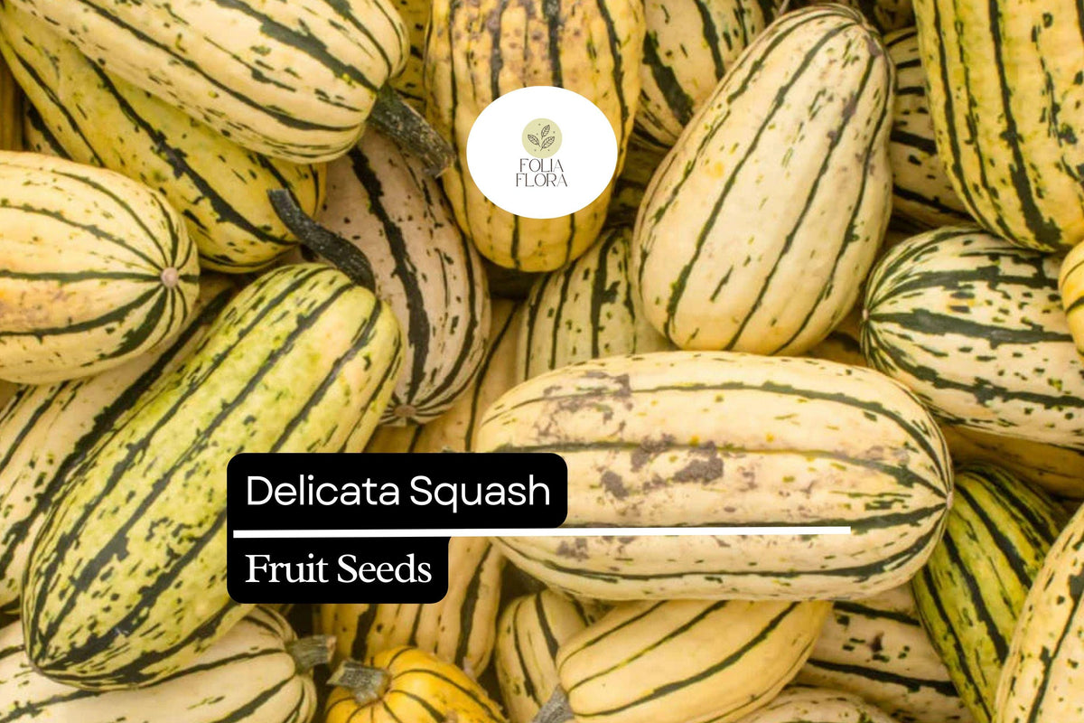 Delicata Squash Seeds – 20 Seeds, Sweet Nutty Winter Squash (Cucurbita pepo)