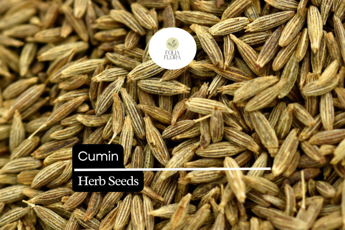250 Cumin Seeds (Cuminum cyminum) – Aromatic Spice Herb for Cooking