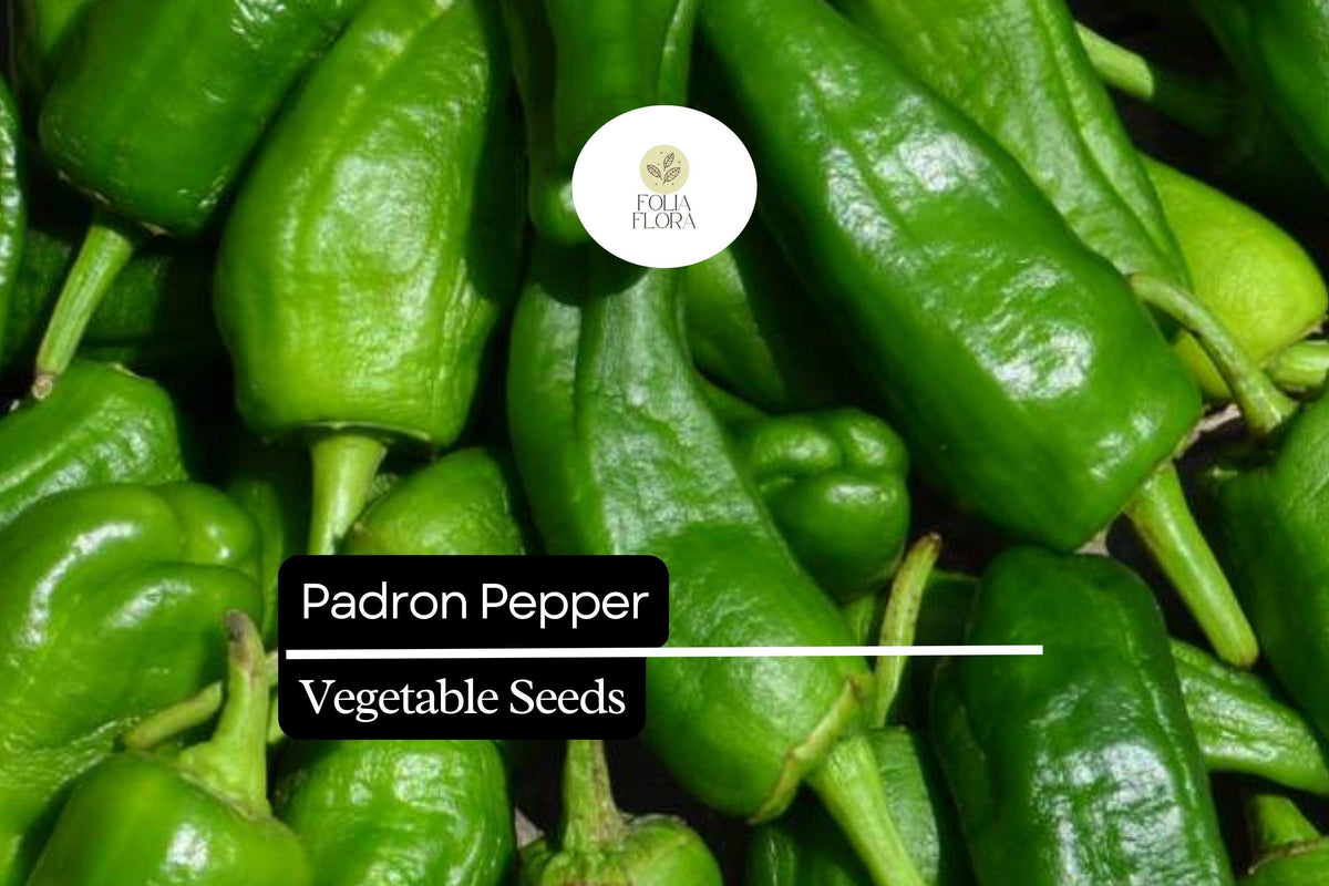 Padron Pepper Seeds – 10 Mild Spanish Capsicum annuum Seeds for Planting