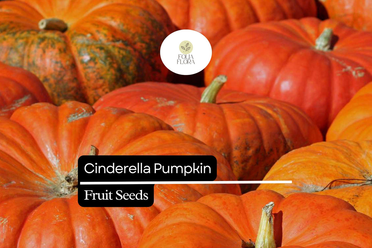 Cinderella Pumpkin Seeds – 10 Heirloom Rouge Vif d'Etampes Cucurbita maxima Seeds