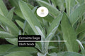 Extrakta Sage Seeds – 50 Salvia officinalis Seeds for Culinary Herb Gardens