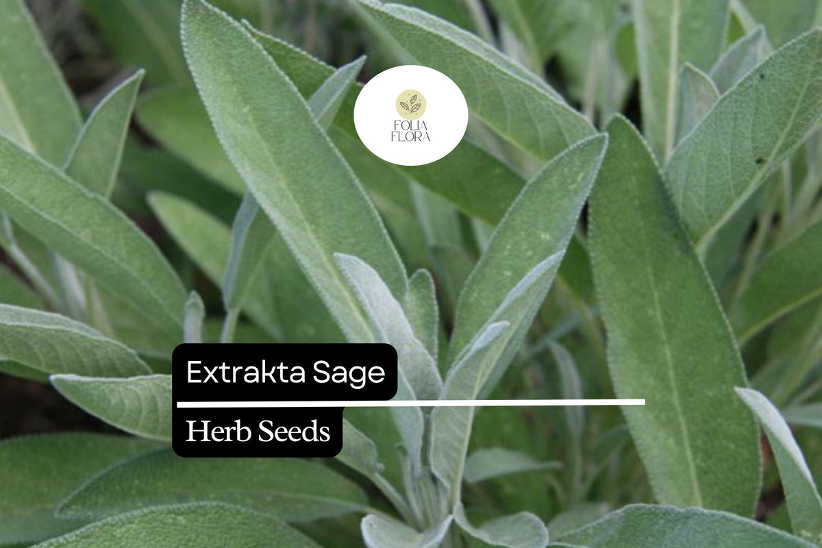 Extrakta Sage Seeds – 50 Salvia officinalis Seeds for Culinary Herb Gardens