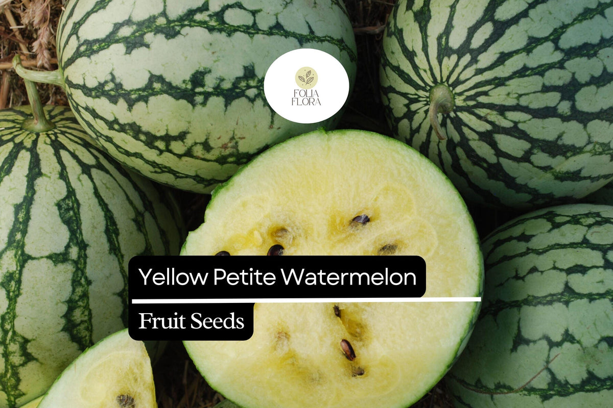 Yellow Petite Watermelon Seeds (Citrullus lanatus) - 5 Sweet Small Yellow-Fleshed Seeds