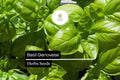 Genovese Basil Seeds – 4000 Heirloom Non-GMO Italian Herb Seeds for Planting