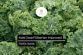 Dwarf Siberian Kale Seeds – 300 Heirloom Non-GMO Winter Greens