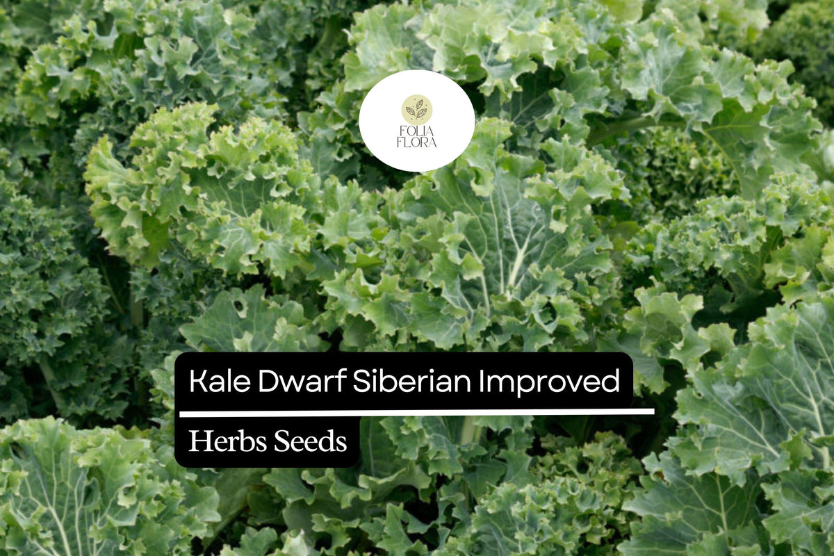 Dwarf Siberian Kale Seeds – 300 Heirloom Non-GMO Winter Greens