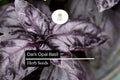Dark Opal Basil Seeds – 500 Ocimum basilicum Seeds for Cooking & Gardens