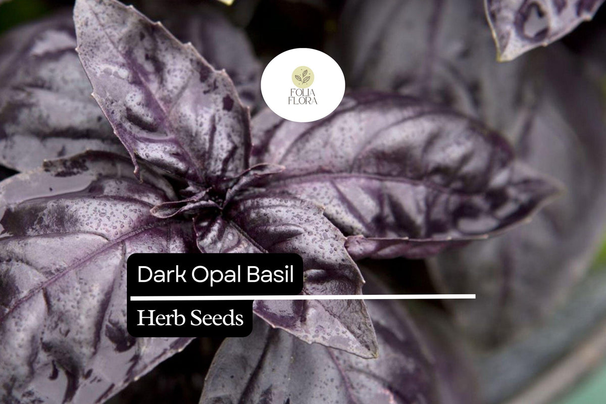 Dark Opal Basil Seeds – 500 Ocimum basilicum Seeds for Cooking & Gardens