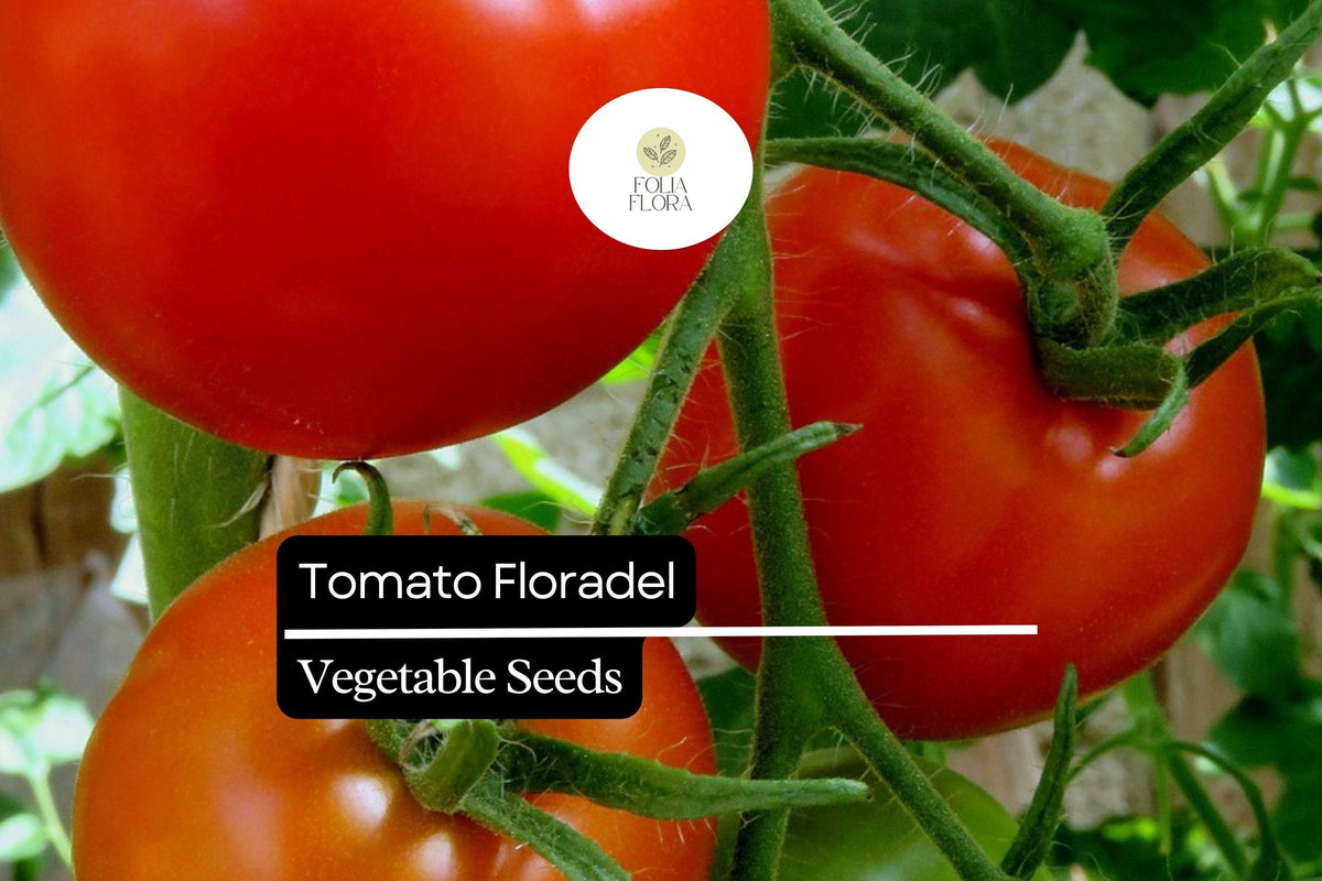 Floradel Tomato Seeds Heirloom Large Round Fruits 100mg