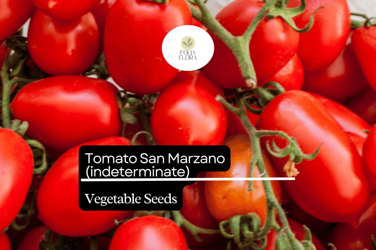 San Marzano Tomato Seeds 100mg Heirloom Non-GMO Italian Paste Tomato