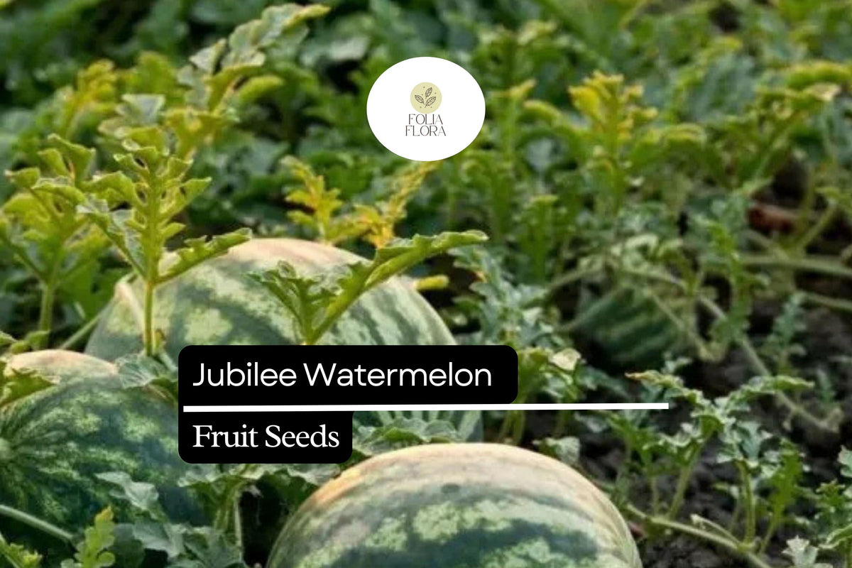 Jubilee Watermelon Seeds | Heirloom, Non-GMO (1g)