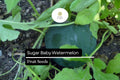 Sugar Baby Watermelon Seeds 1g Heirloom Compact Easy Growing