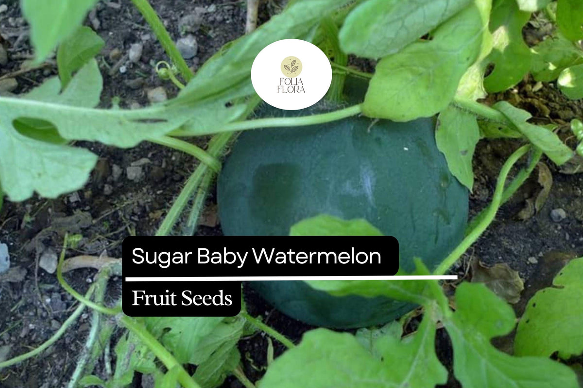 Sugar Baby Watermelon Seeds 1g Heirloom Compact Easy Growing
